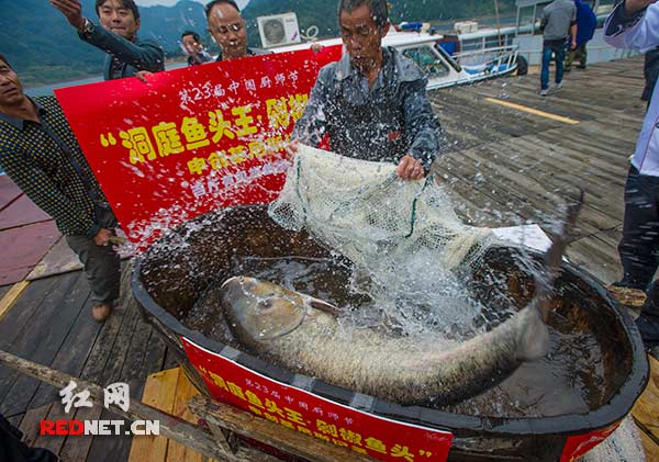 被打捞上来的百斤雄鱼王猛烈扭动着躯体，激起巨大的水花，让人们不由得惊叹它强悍的体力。